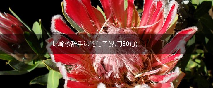比喻修辞手法的句子(热门50句),第1张