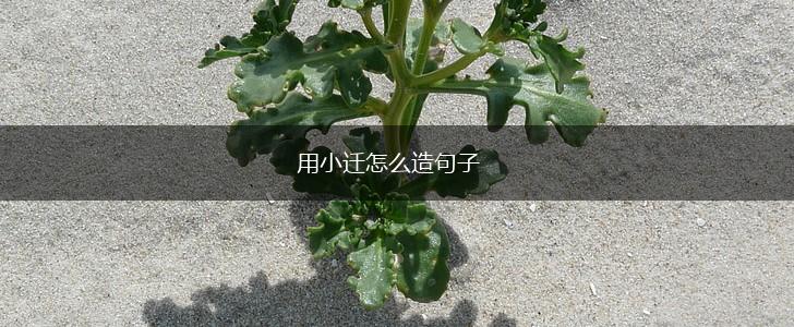 用小迁怎么造句子,第1张 用小迁怎么造句子,第1张