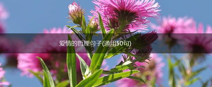 爱情的哲理句子(通用50句),第1张