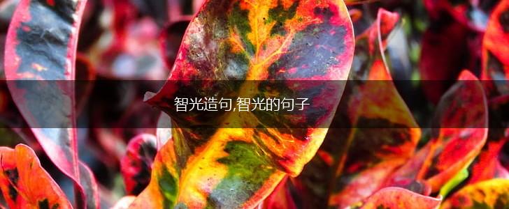 智光造句,智光的句子,第1张