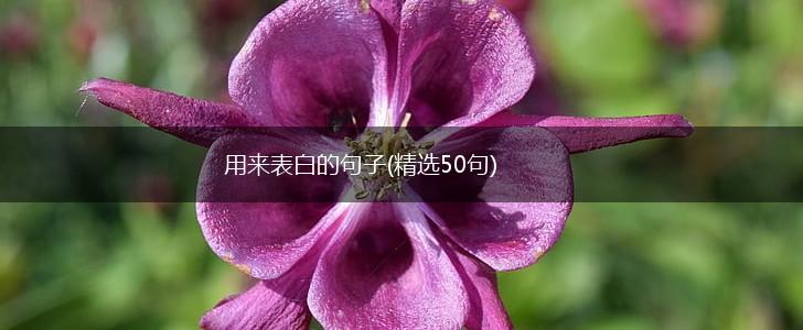 用来表白的句子(精选50句),第1张
