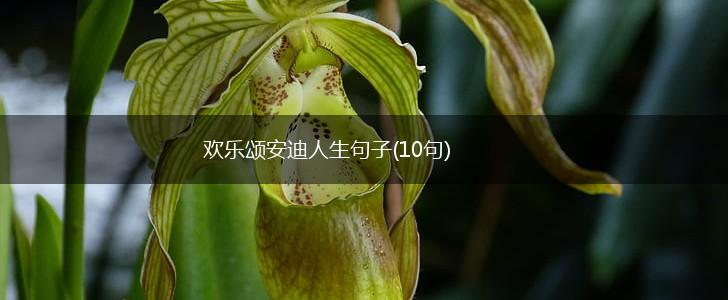 欢乐颂安迪人生句子(10句),第1张