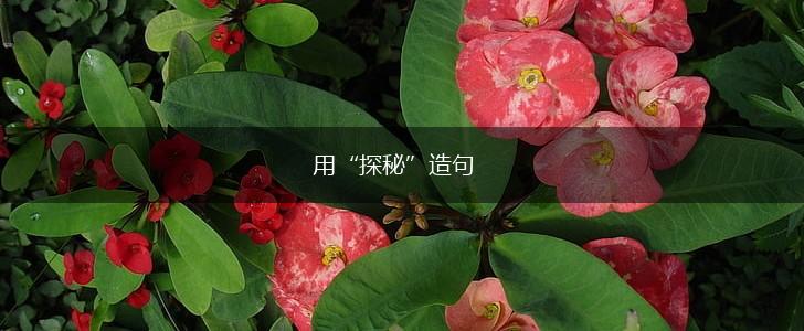 用“探秘”造句,第1张 用“探秘”造句,第1张