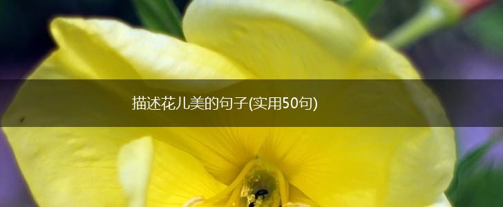 描述花儿美的句子(实用50句),第1张