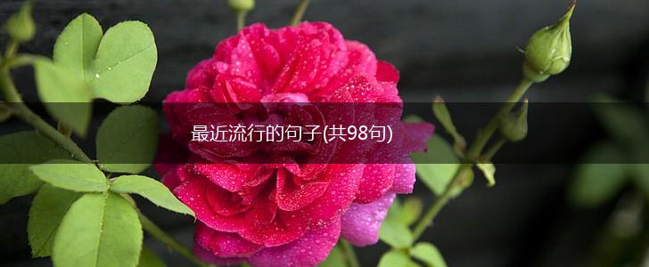 最近流行的句子(共98句),第1张