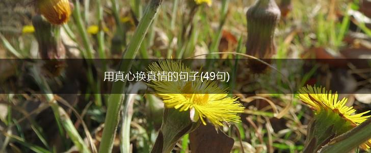用真心换真情的句子(49句),第1张