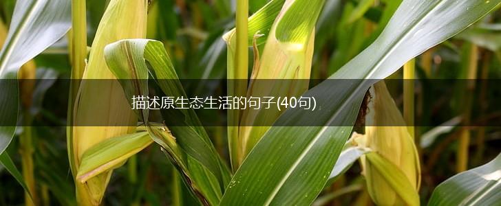 描述原生态生活的句子(40句),第1张