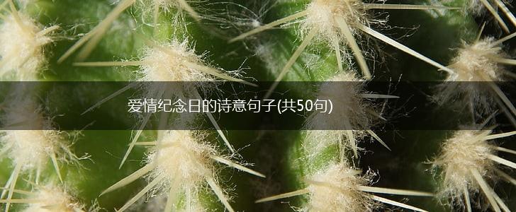 爱情纪念日的诗意句子(共50句),第1张