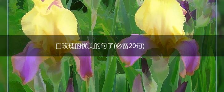 白玫瑰的优美的句子(必备20句),第1张