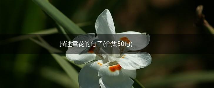 描述雪花的句子(合集50句),第1张