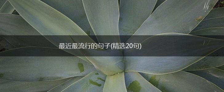 最近最流行的句子(精选20句),第1张