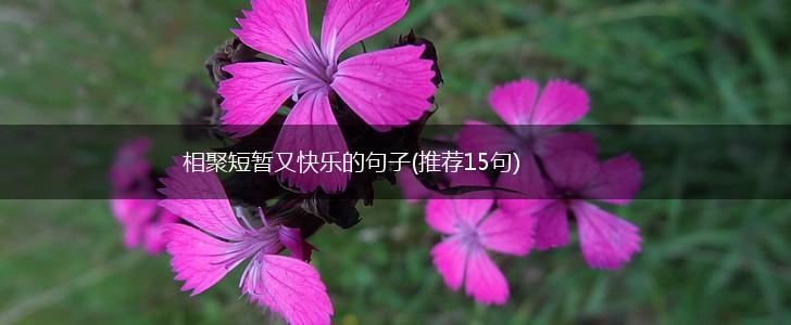 相聚短暂又快乐的句子(推荐15句),第1张