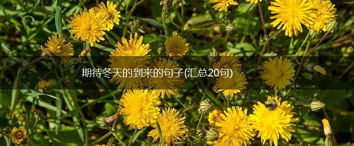 期待冬天的到来的句子(汇总20句),第1张