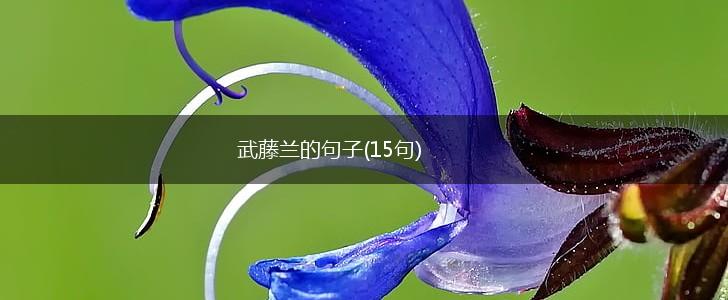 武藤兰的句子(15句),第1张