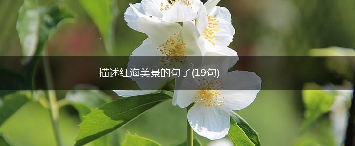 描述红海美景的句子(19句),第1张