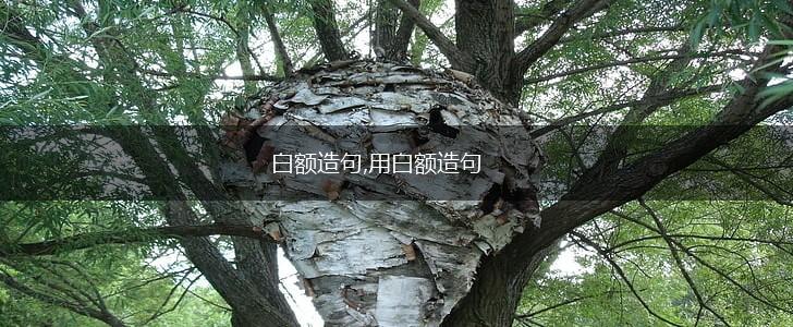 白额造句,用白额造句,第1张