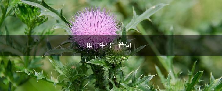 用“生号”造句,第1张