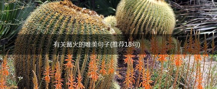 有关篝火的唯美句子(推荐18句),第1张