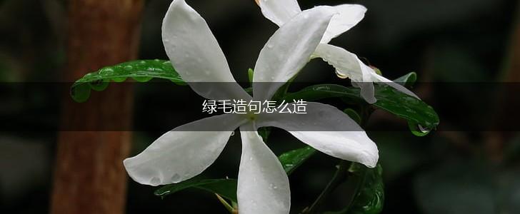 绿毛造句怎么造,第1张