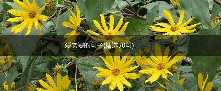 爱老婆的句子(精选50句),第1张