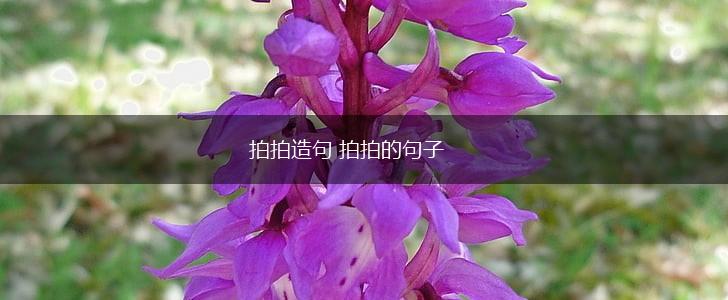 拍拍造句 拍拍的句子,第1张 拍拍造句 拍拍的句子,第1张