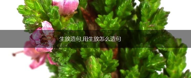 生放造句,用生放怎么造句,第1张 生放造句,用生放怎么造句,第1张