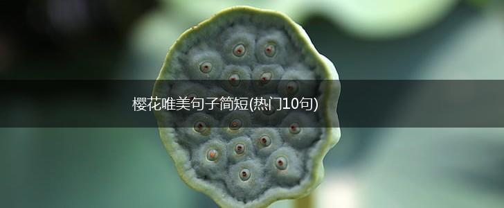 樱花唯美句子简短(热门10句),第1张
