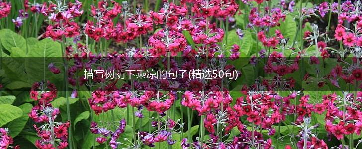 描写树荫下乘凉的句子(精选50句),第1张