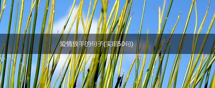 爱情放手的句子(实用50句),第1张