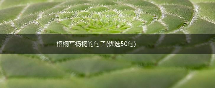 梧桐写杨桐的句子(优选50句),第1张