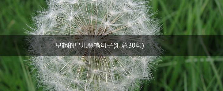早起的鸟儿恶搞句子(汇总30句),第1张