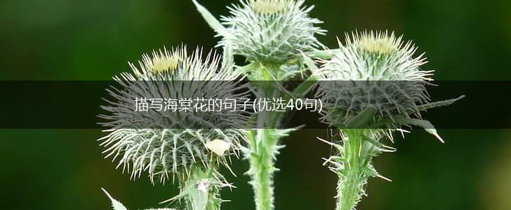 描写海棠花的句子(优选40句),第1张