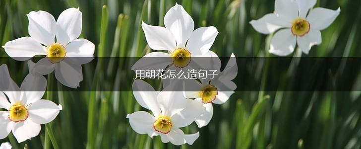 用朝花怎么造句子,第1张