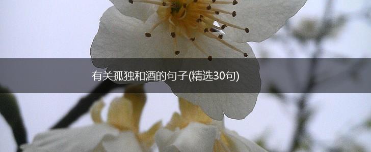 有关孤独和酒的句子(精选30句),第1张