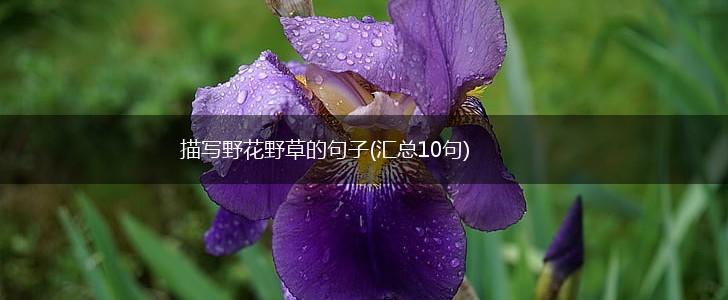 描写野花野草的句子(汇总10句),第1张