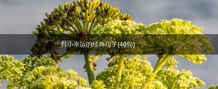 有小幸运的经典句子(40句),第1张