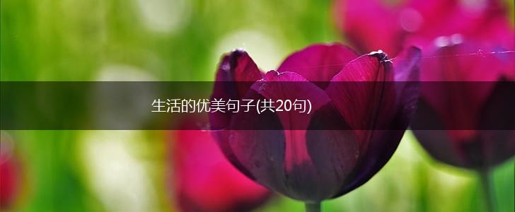生活的优美句子(共20句),第1张