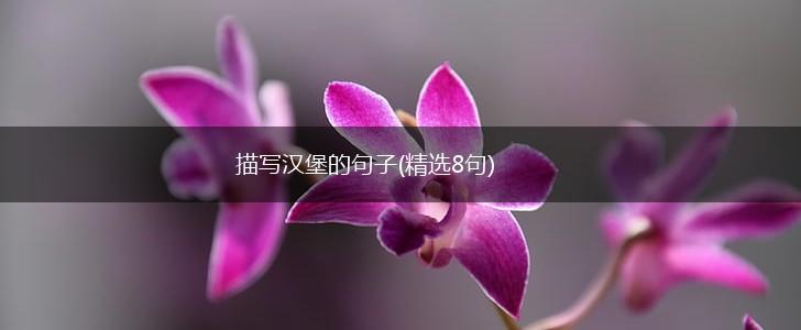描写汉堡的句子(精选8句),第1张