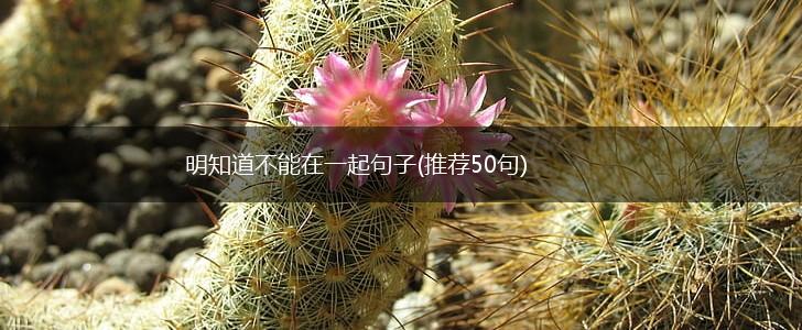 明知道不能在一起句子(推荐50句),第1张
