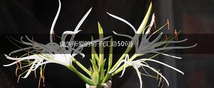 痛失所爱的句子(汇总50句),第1张