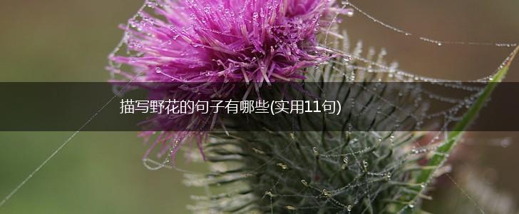 描写野花的句子有哪些(实用11句),第1张