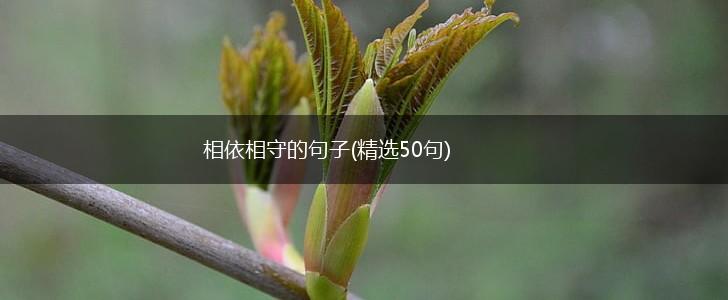 相依相守的句子(精选50句),第1张