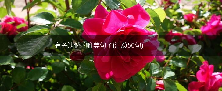 有关遗憾的唯美句子(汇总50句),第1张