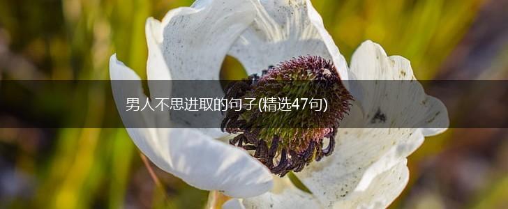 男人不思进取的句子(精选47句),第1张