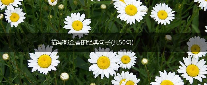 描写郁金香的经典句子(共50句),第1张
