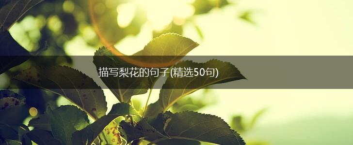 描写梨花的句子(精选50句),第1张