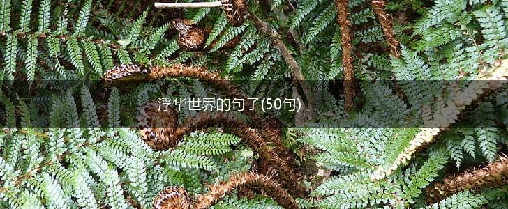 浮华世界的句子(50句),第1张