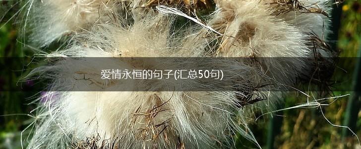 爱情永恒的句子(汇总50句),第1张