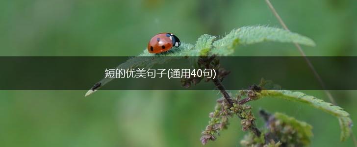 短的优美句子(通用40句),第1张