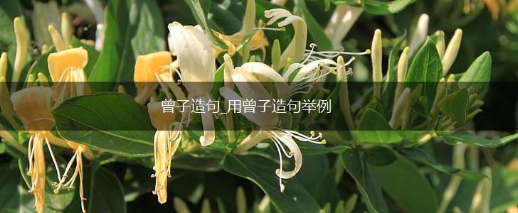 曾子造句_用曾子造句举例,第1张